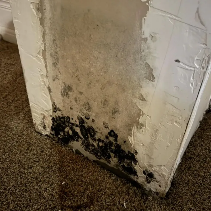 Professional Mold Removal in Salem, AR